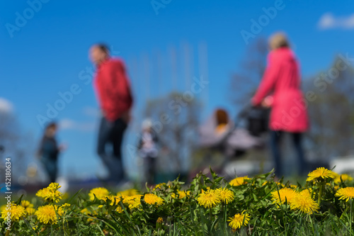 Blurred background of Young family with kids, pram in park, spring season, green grass meadow. In the foreground, bright yellow young dandelions