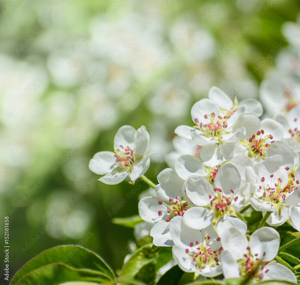 A blooming branch of apple tree in spring A blooming branch of apple tree in spring