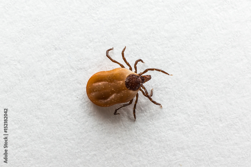 Tick filled with blood crawling on white paper Tick filled with blood crawling on white paper