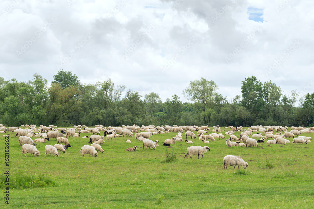 Pastoral scene, a flock of sheep Pastoral scene, a flock of sheep