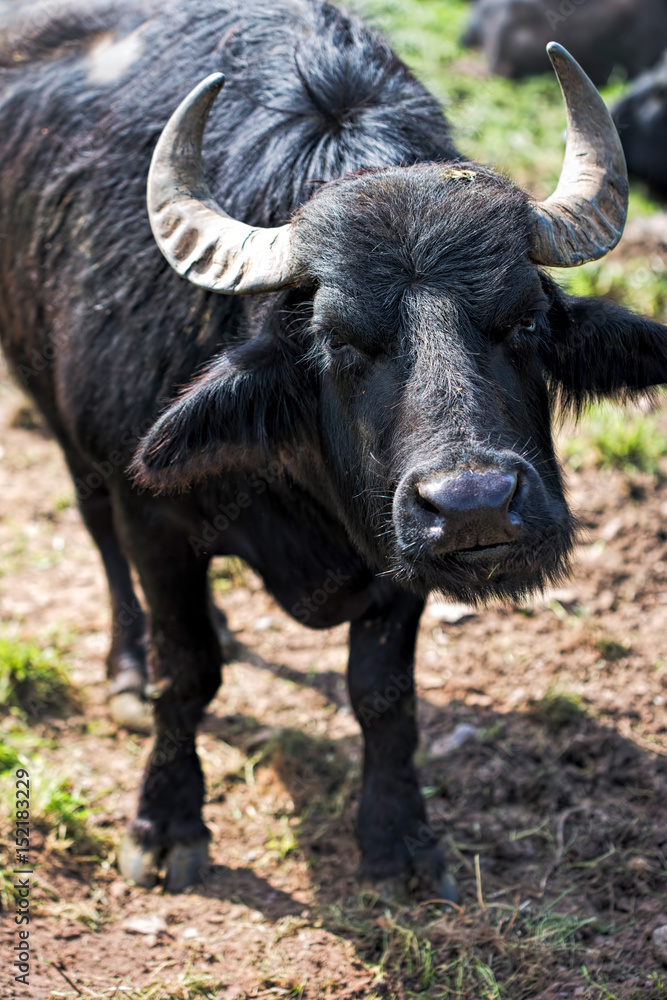 Buffalos on the farm Buffalos on the farm