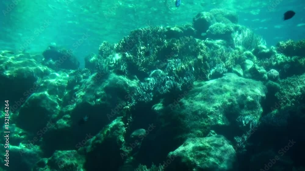 Ocean Life in a big Saltwater Aquarium Ocean Life in a big Saltwater Aquarium