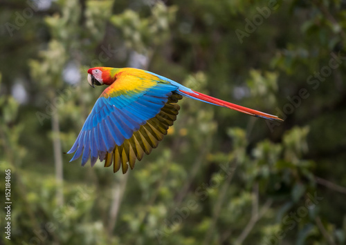 Macaw © Jeff Schultes