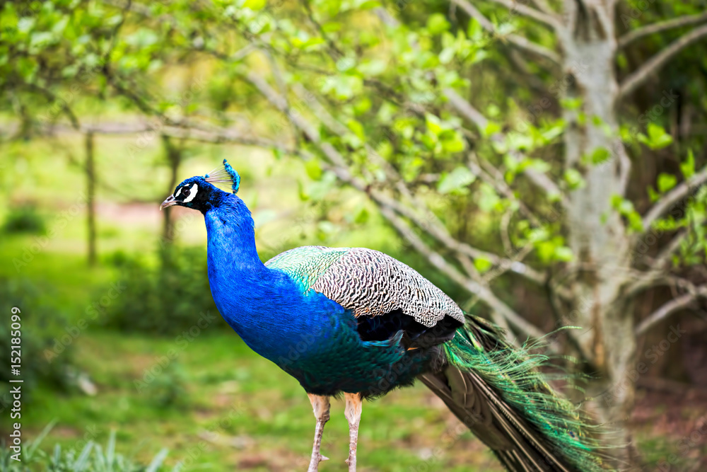 Obraz premium Male peacock