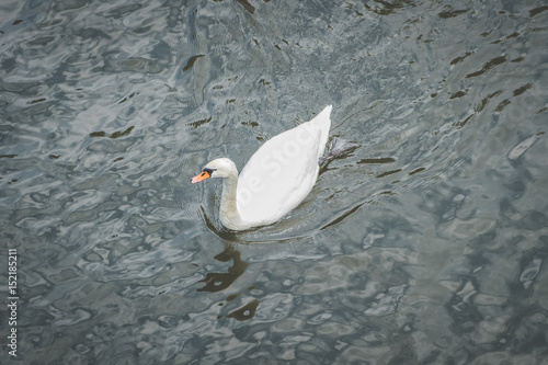 single swan in water from above
