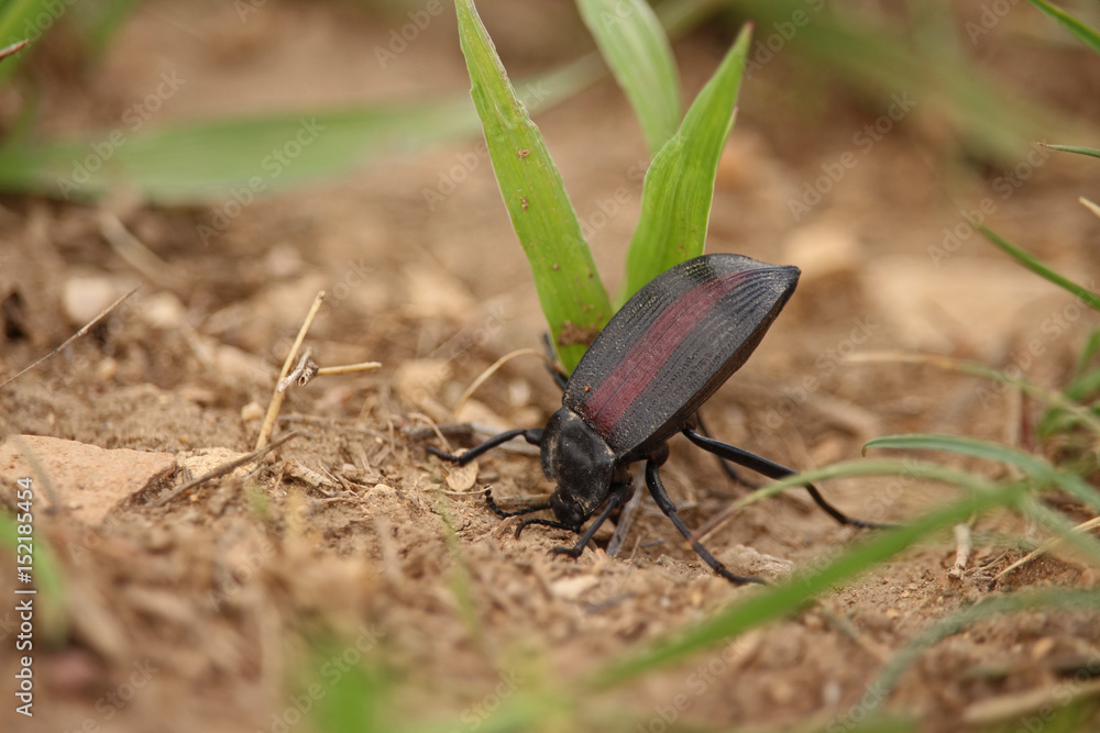 A pinacate beetle raises its abdomen to secrete an odor that repels predators. A pinacate beetle raises its abdomen to secrete an odor that repels predators.