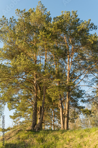 large pine trees grow on a forest hill and are lit by the rays of the setting sun  spring landscape