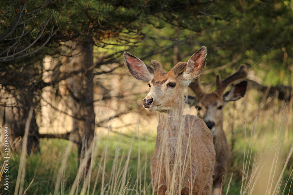 Fototapeta premium A mule deer stands watch in the evening.