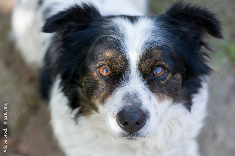 Portrait of a half bred dog