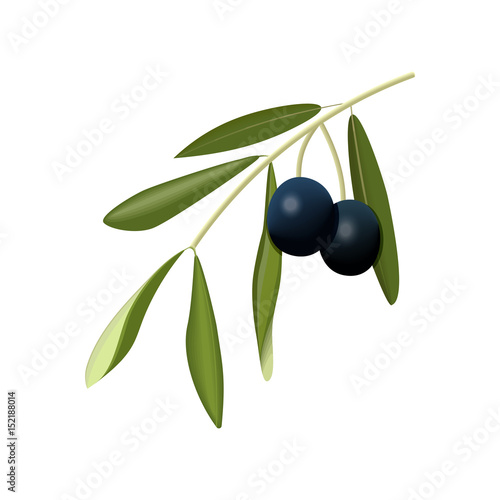 Olive branch with black olives on a white background isolated