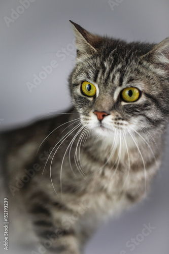 Fototapeta Naklejka Na Ścianę i Meble -  Grey cat on white background