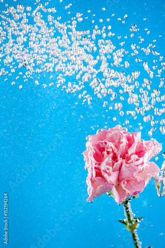 carnations flowers on a blue background