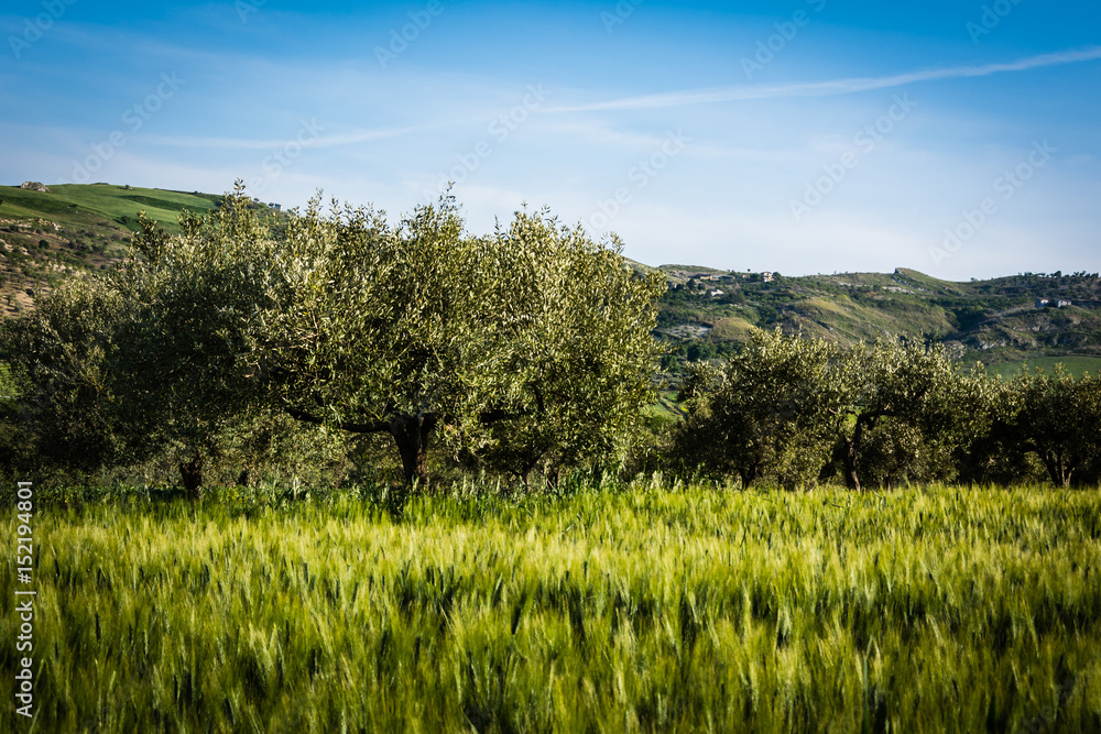 Olive tree and wheat field
