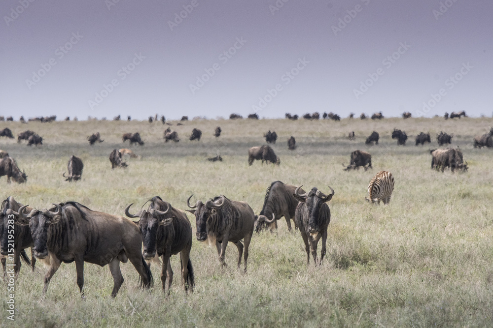Great Wildebeest Migration Great Wildebeest Migration