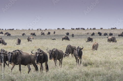 Great Wildebeest Migration © Betty Sederquist