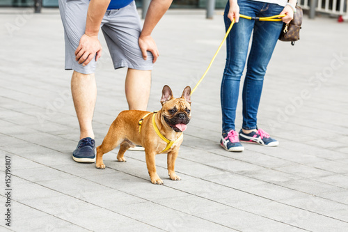 Lovely yellow pug dog in the city square