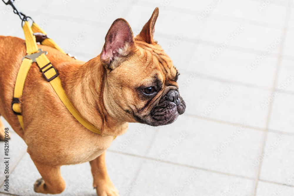 Lovely yellow pug dog in the city square