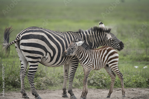 Cuddly Baby Zebra