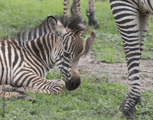 Baby Zebra and Oxpecker