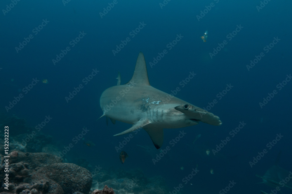 Fototapeta premium Inquisitive Hammerhead