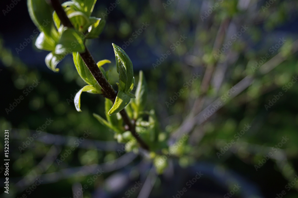 Obraz premium Spring Buds on Trees