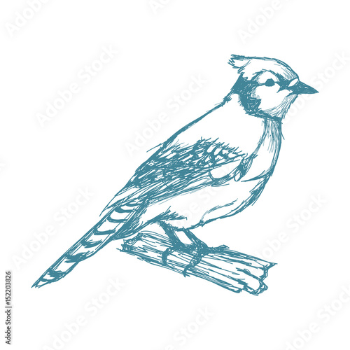 tufted titmouse bird, branch posing for a portrait hand drawn blue vector illustration