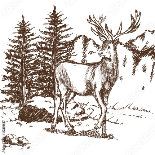 hand drawn deer big antlers, wildlife poster. graphic sketch vector illustration