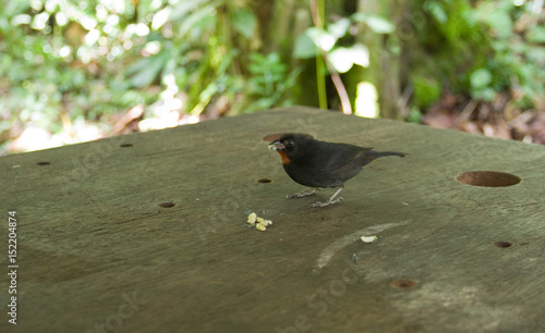 Sporophile rouge-gorge ou Père noir Pic de la Guadeloupe  photo