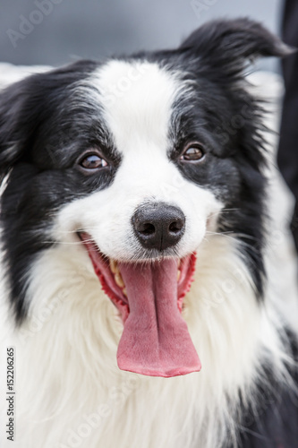 Cute border collie stretches her tongue © ABCDstock