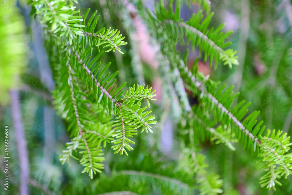 Fir tree branches, closeup Fir tree branches, closeup