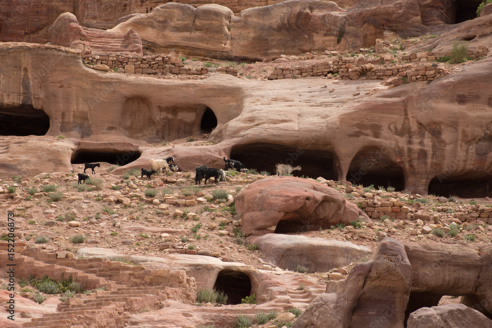 Sandstone cave dwellings in the hillside in Petra,  Jordan. Goats are grazing on nearby vegetation. Stairs lead to the caverns. 