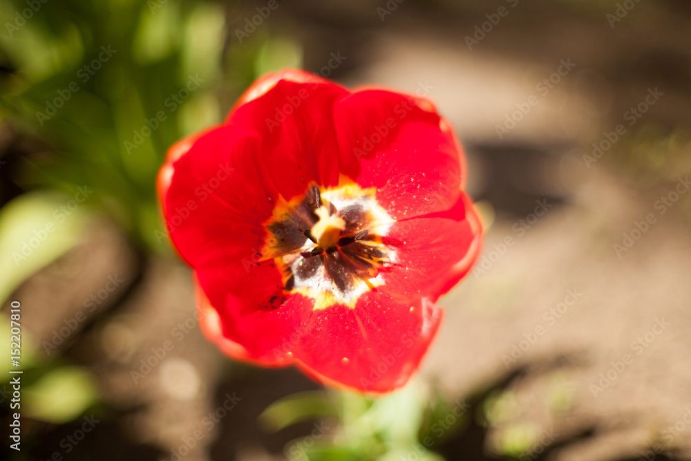 Flowers tulips are red-yellow on a background of green