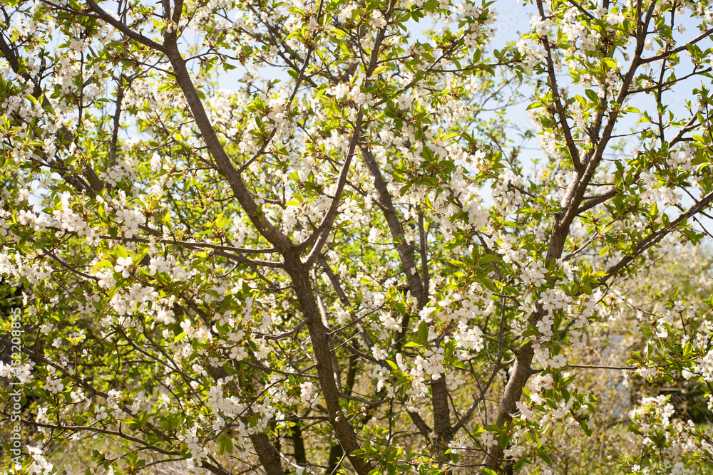 Spring. apple Trees in Blossom. flowers of apple. white blooms of blossoming tree close up. Beautiful spring apricot tree with white flowers.