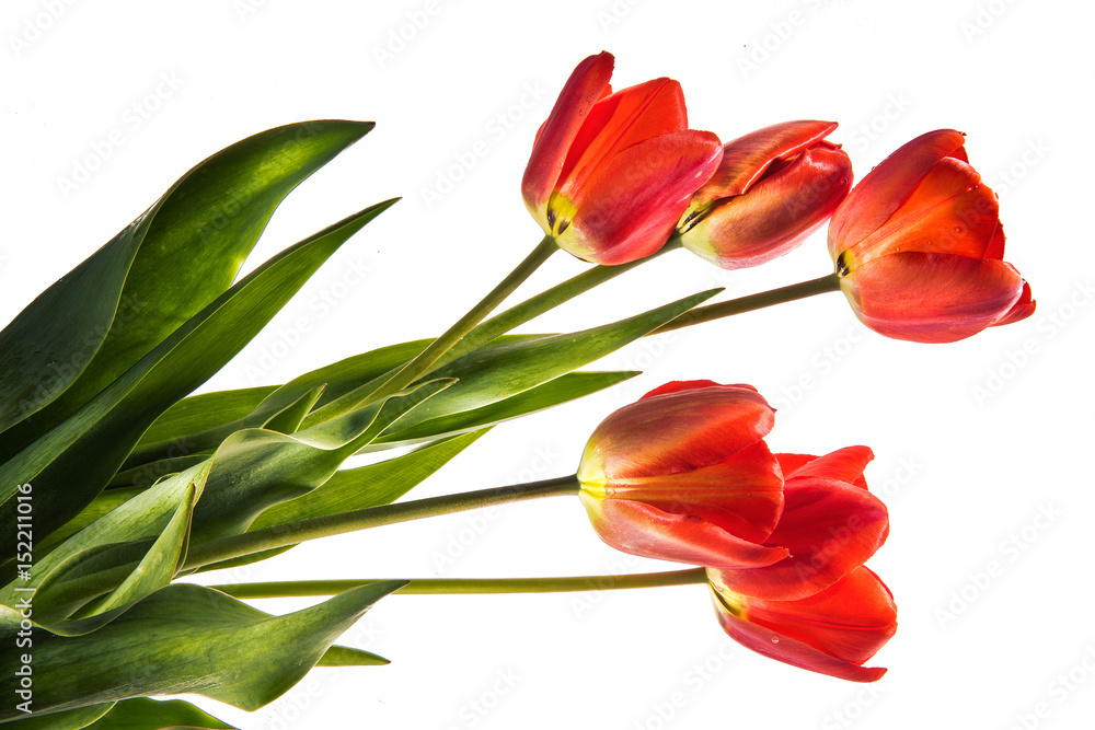Set of five red color tulips isolated on white background Set of five red color tulips isolated on white background