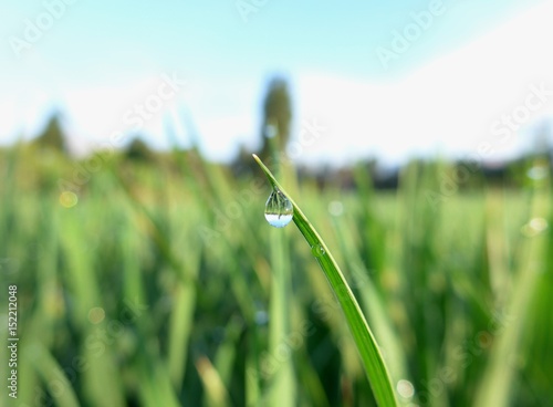 Heavy dew drop hanging onto a wheat plant in the crisp morning light. 