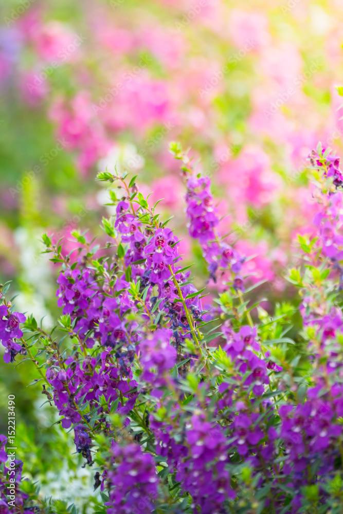 Obraz premium The background image of the colorful flowers