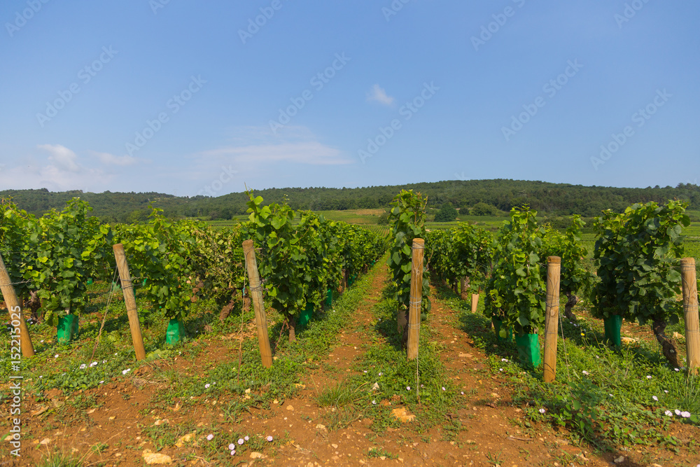 Vineyard near Dijon, Burgundy, France
