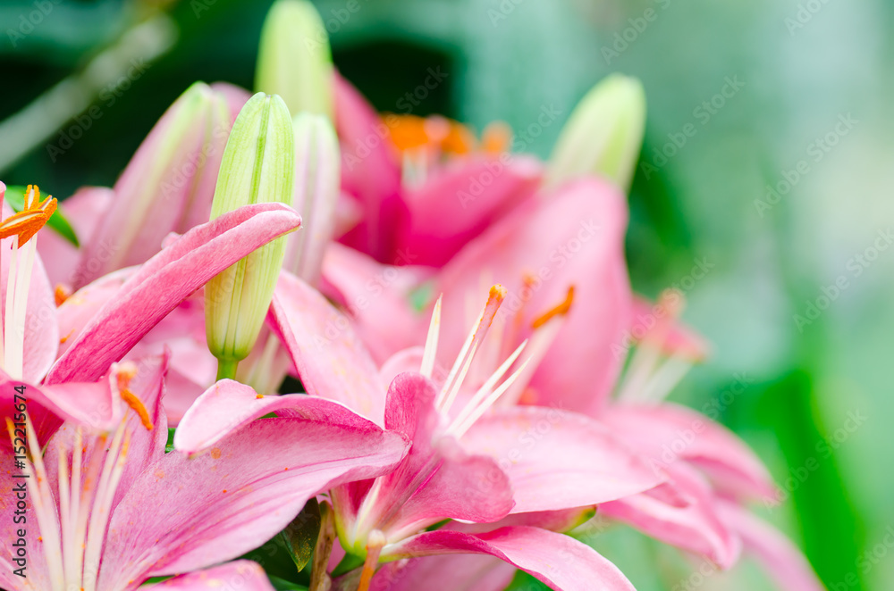 Fototapeta premium Pink lily flower blossom in a garden