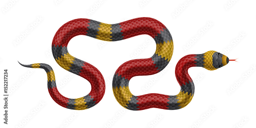 Fototapeta premium Tropical snake isolated on white background.