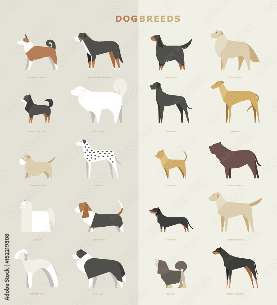 dog breed vector illustration flat design set