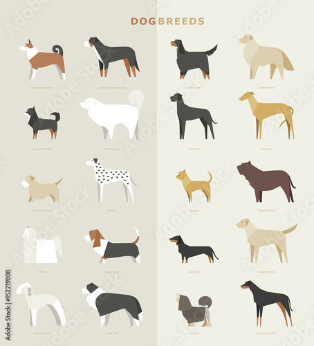 dog breed vector illustration flat design set