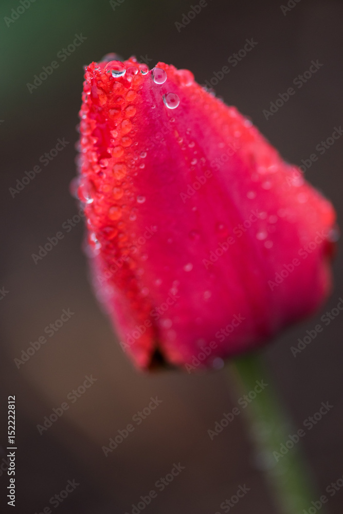 A pink tulips flowers with water drops on the edge A pink tulips flowers with water drops on the edge