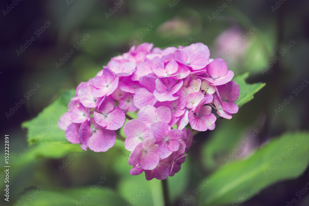 Pink Hydrangea flower in Japan Pink Hydrangea flower in Japan