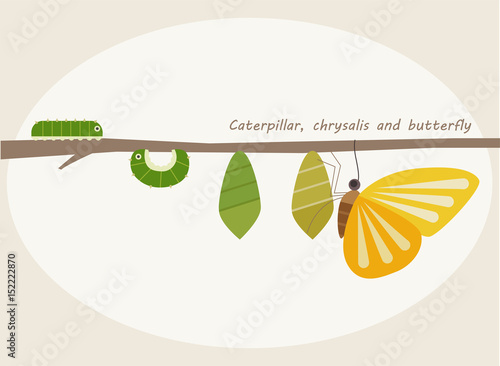 insect butterfly step illustration photo