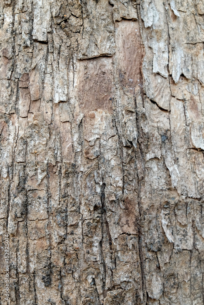 Obraz premium Tree bark texture background