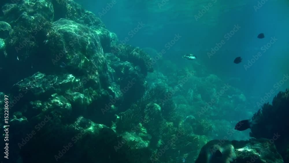 Ocean Life in a big Saltwater Aquarium Ocean Life in a big Saltwater Aquarium