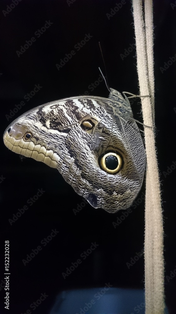 Eyes of Butterfly Eyes of Butterfly