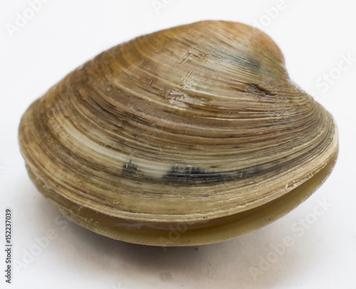 Fototapet Fresh live hard clam, quahog isolated on white background