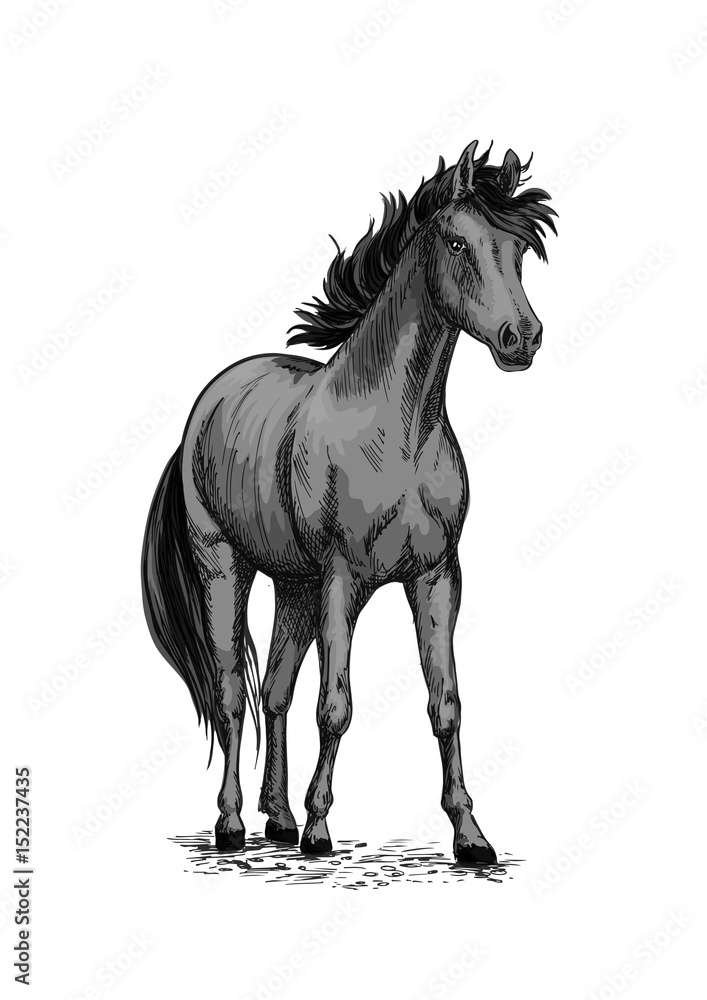 Horse equine vector sketch symbol