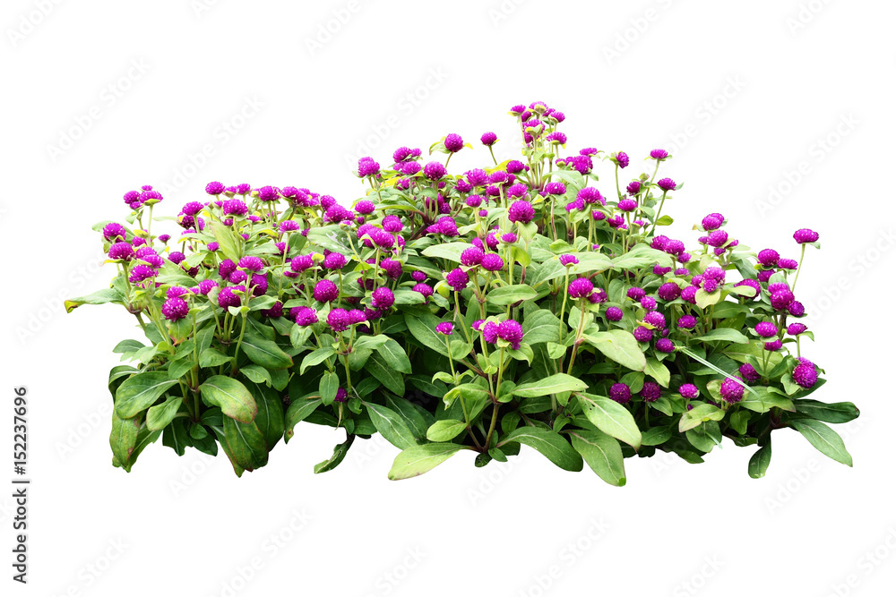 flower bush tree isolated with clipping path - obrazy, fototapety, plakaty 